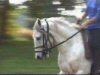 Dahir au galop.
