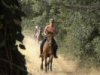 Gaulois en foret.