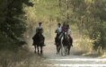 Petit canter en foret.